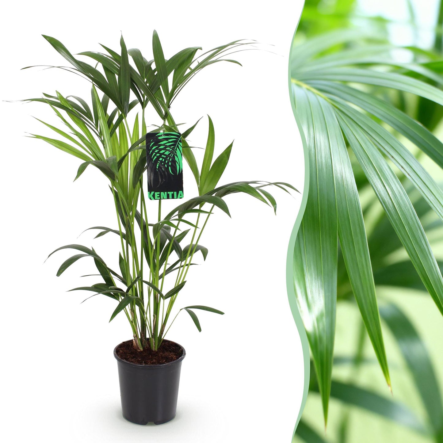 Kamerplant - Howea Forsteriana - Kentia Palm - Weinig Onderhoud - Pot 19cm - Hoogte 80-85cm