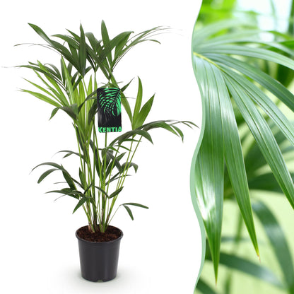 Kamerplant - Howea Forsteriana - Kentia Palm - Weinig Onderhoud - Pot 19cm - Hoogte 80-85cm