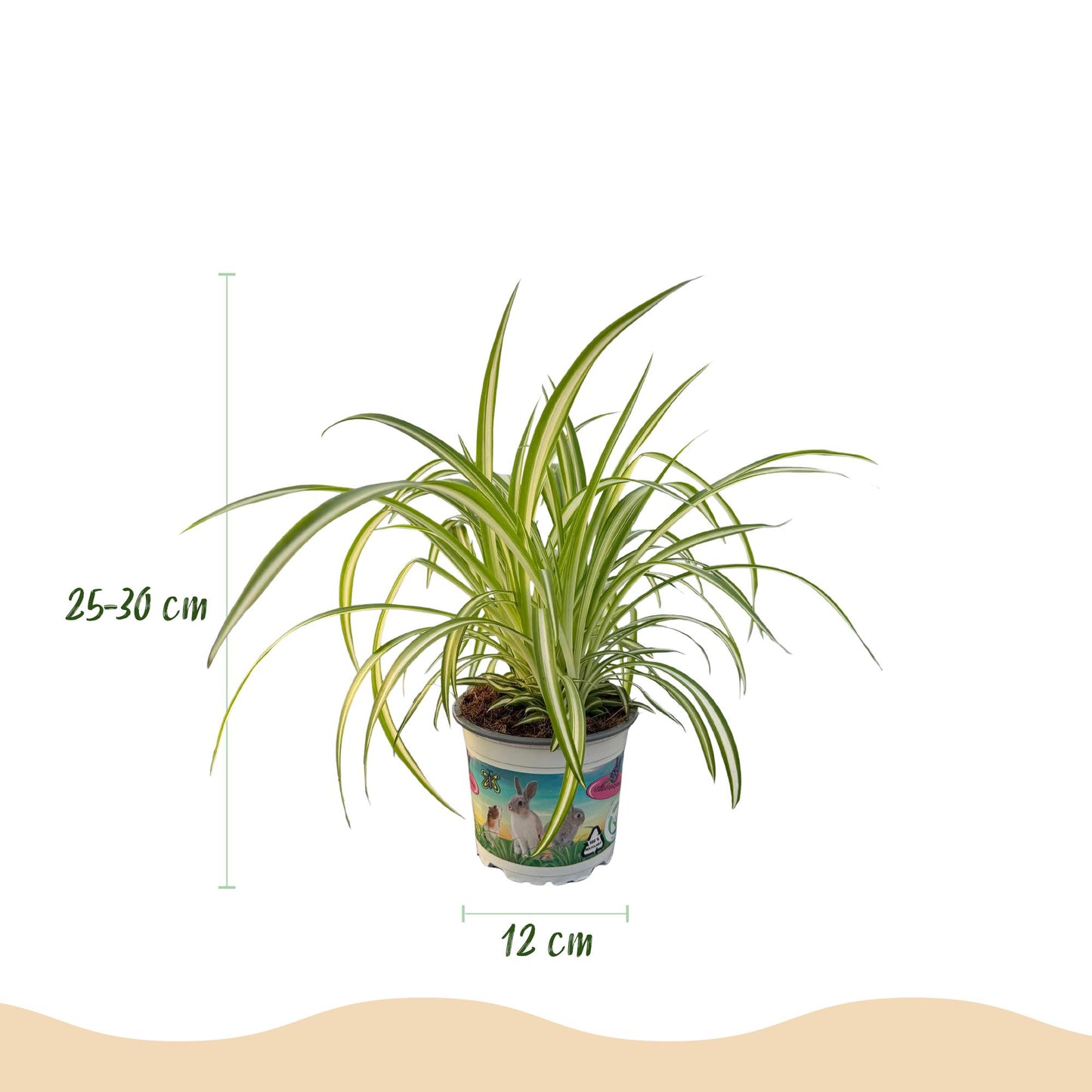 Kamerplant - Chlorophytum comosum Variegatum - Kattengras - Huisdiervriendelijk - Bont - 4 Planten - Pot 12cm - Hoogte 25-30cm