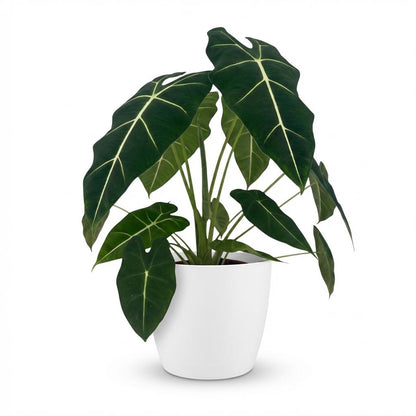 Olifantsoor - Alocasia Frydek - Groen - Weinig onderhoud - 1 Plant - met Potter Wit - Pot 19cm - Hoogte 60cm