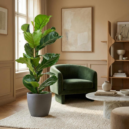 Ficus Lyrata kopen Vioolbladplant 80 cm met Pot Eyecatcher