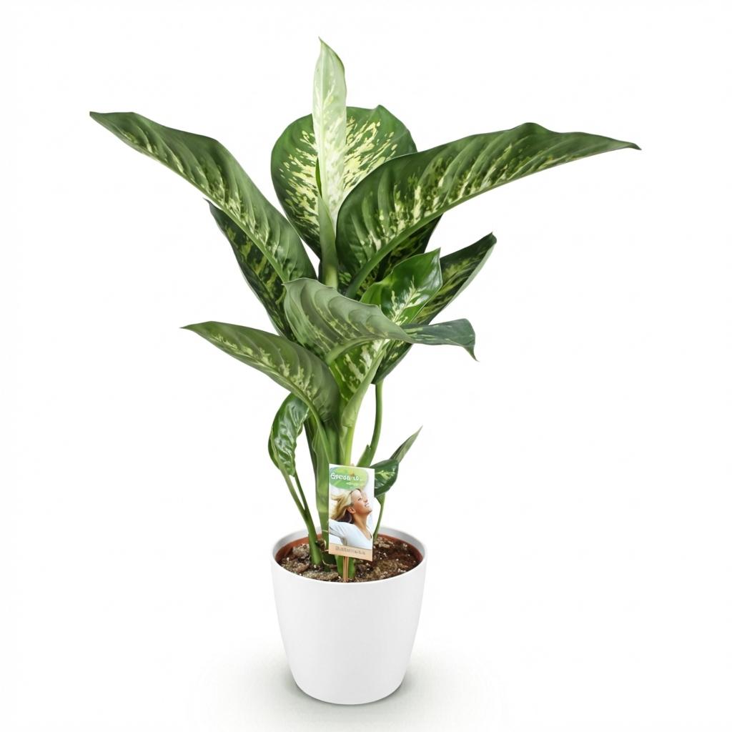 Diefenbachia Tropic Snow - Weinig onderhoud, met Potter Wit 21cm - Hoogte 90-100cm