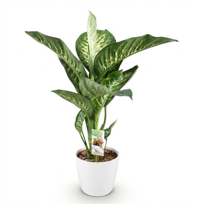 Diefenbachia Tropic Snow - Weinig onderhoud, met Potter Wit 21cm - Hoogte 90-100cm