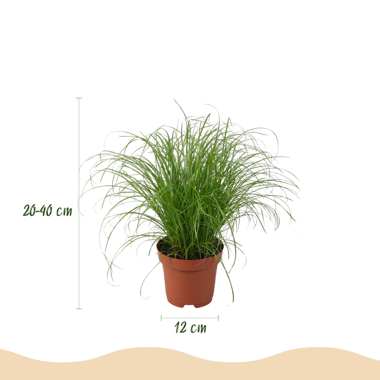 Huisdiervriendelijke Kamerplanten Mix - 4 Stuks – Met Witte Pot