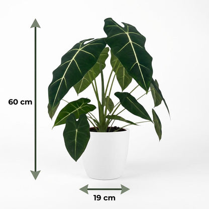 Olifantsoor - Alocasia Frydek - Groen - Weinig onderhoud - 1 Plant - met Potter Wit - Pot 19cm - Hoogte 60cm