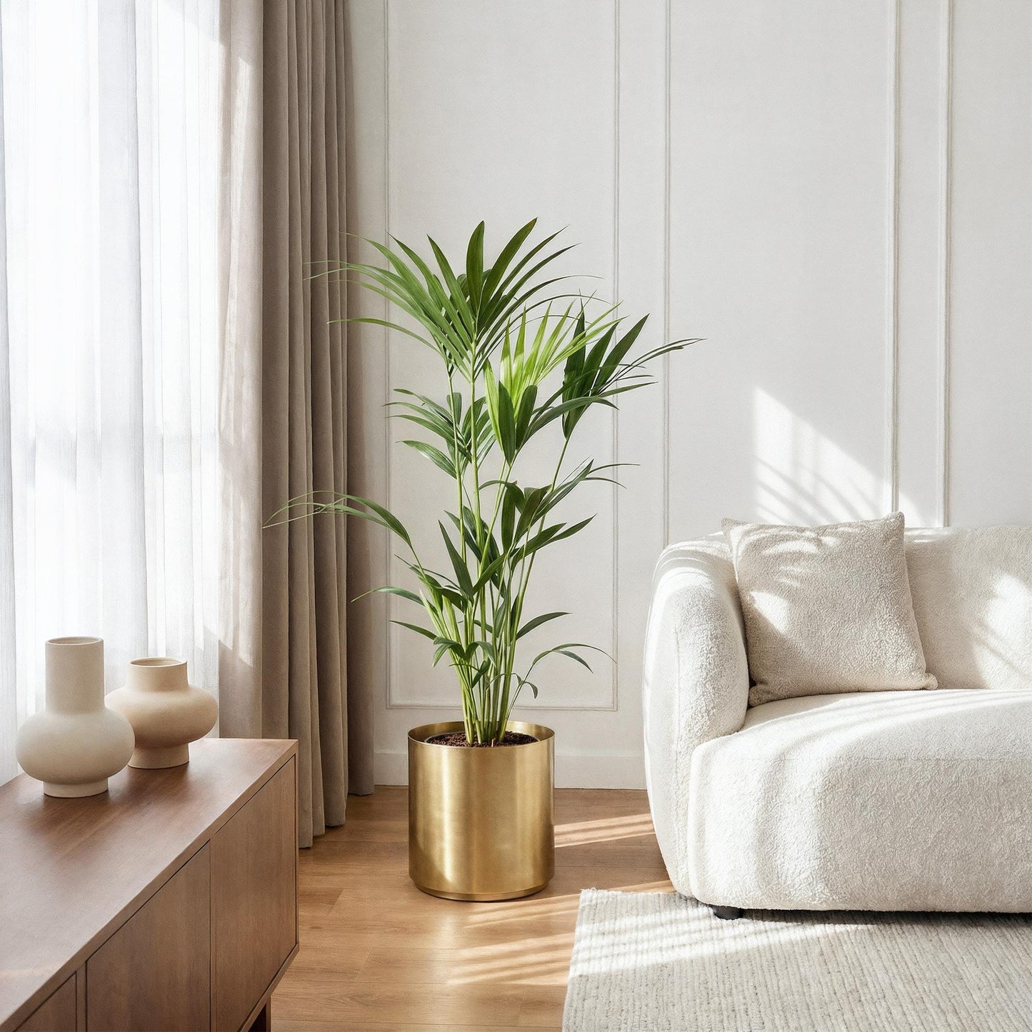 Howea Forsteriana - Kentia Palm - Weinig Onderhoud Pot 21cm - Hoogte 120-130cm