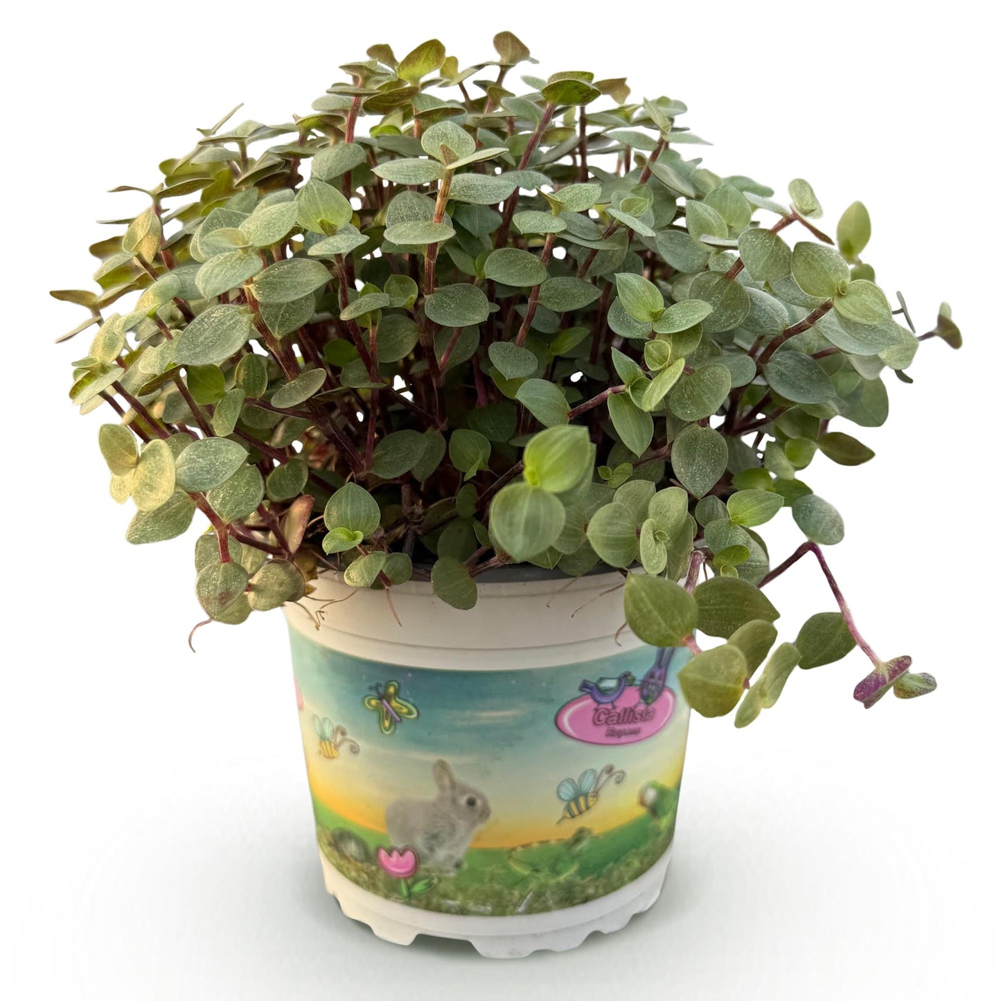 Kamerplant - Calissia repens - Schildpad plant - Huisdiervriendelijke Plant- 1 Plant - Pot 12cm - Hoogte 14cm