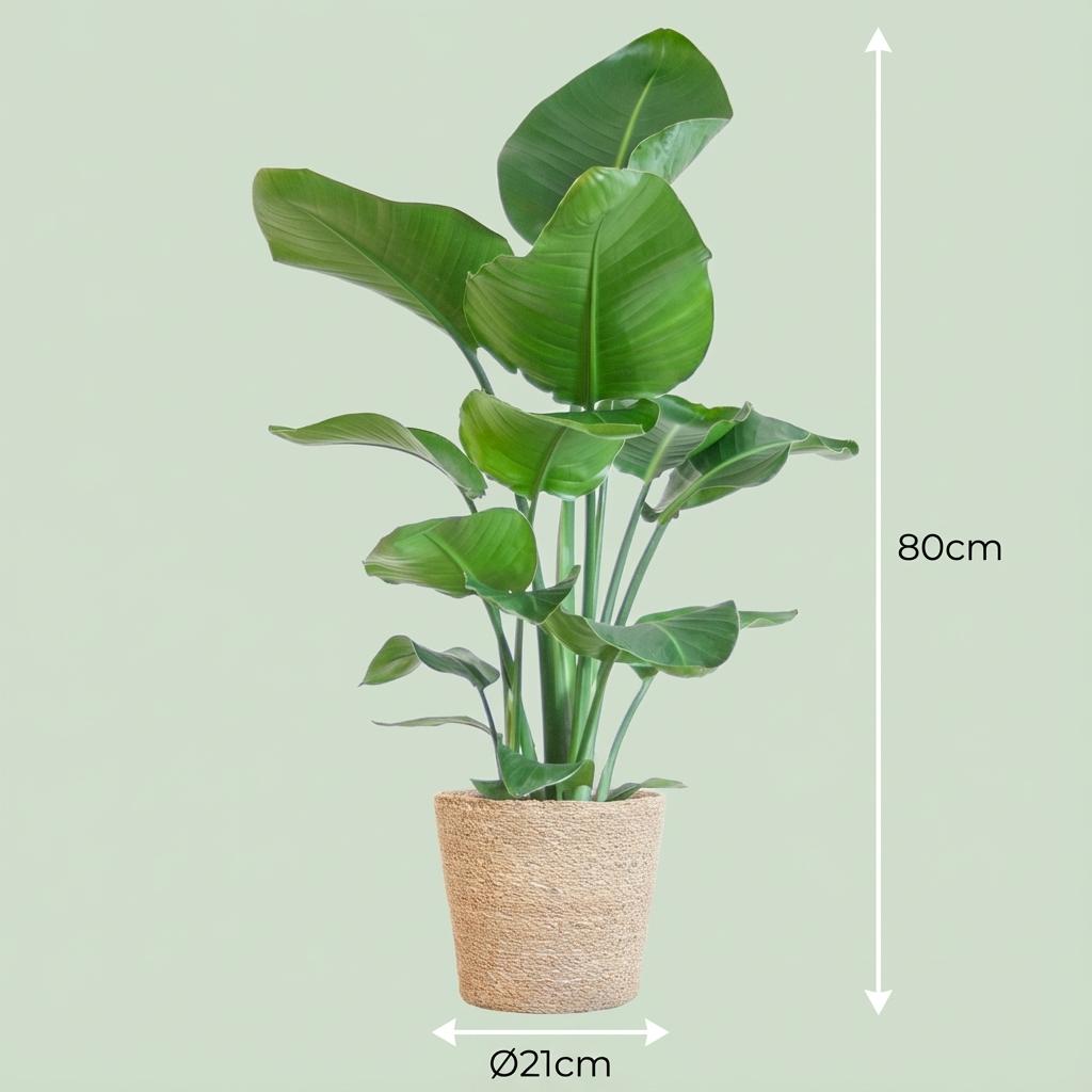 Paradijsvogelplant Strelitzia Nicolai met Mand – 80 cm