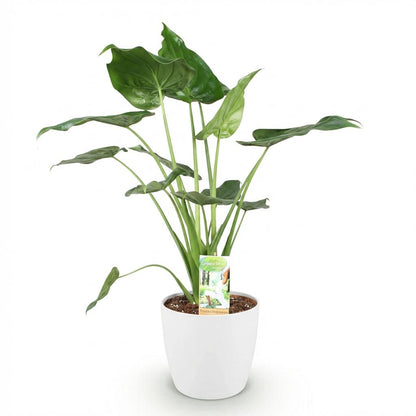 Alocasia Cucullata (Boeddha’s Hand) - Luxe Kamerplant 65-70 cm