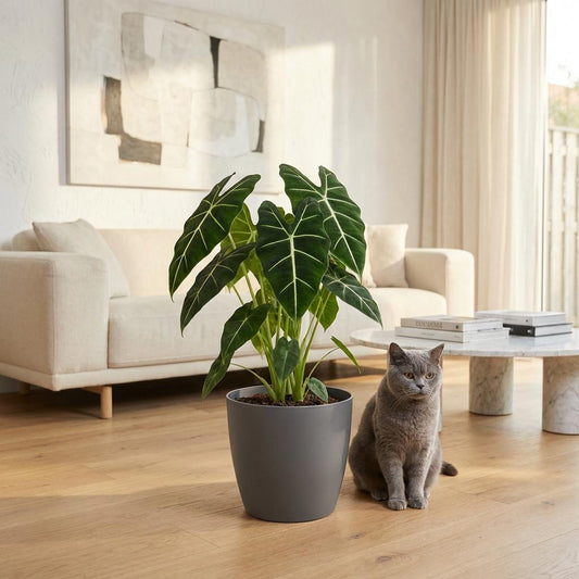 Olifantsoor - Alocasia Frydek - Groen - Weinig onderhoud - 1 Plant - met Potter Grijs - Pot 19cm - Hoogte 60cm
