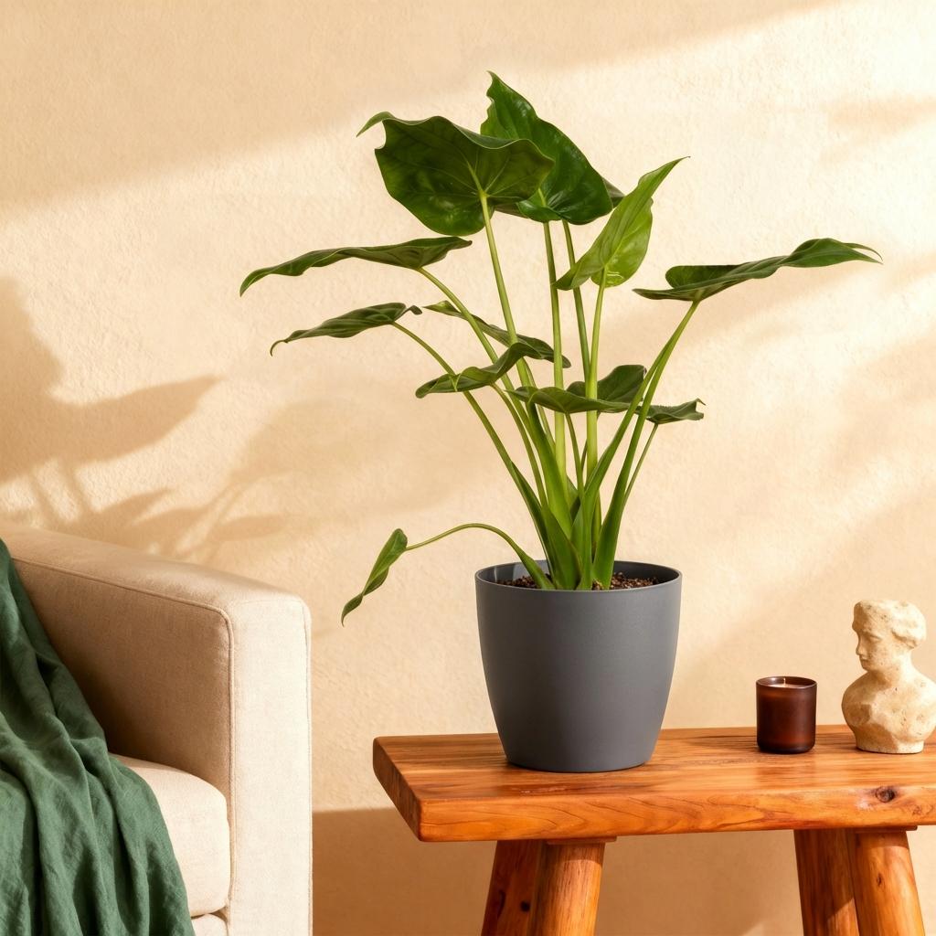 Kamerplanten - Alocasia Cucullata - Boeddha's hand - Weinig onderhoud - Groen - 1 Plant - met Potter Grijs - Pot 21cm - Hoogte 65-70cm