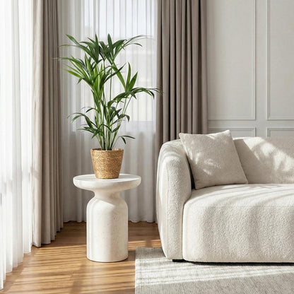 Kentia Palm (Howea Forsteriana) – 80–85 cm – Inclusief Mand