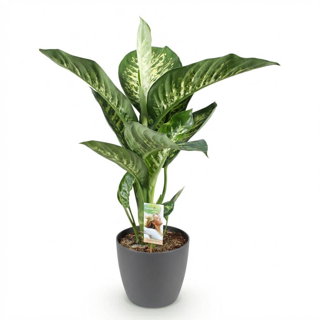 Kamerplanten - Diefenbachia Tropic Snow - Dieffenbachia - Weinig onderhoud - Groen - 1 Plant - met Potter Grijs - Pot 21cm - Hoogte 90-100cm