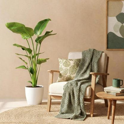 Kamerplanten - Strelitzia Nicolai - Paradijsvogelbloem - Weinig onderhoud - Groen - 1 Plant - met Potter Wit - Pot 21cm - Hoogte 110-120cm