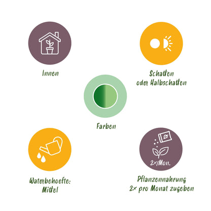 Diefenbachia Tropic Snow - Weinig onderhoud, met Potter Wit 21cm - Hoogte 90-100cm