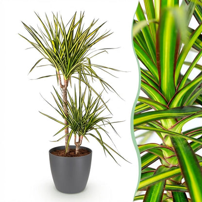 Kamerplanten - Dracaena Sunray - Drakenbloedboom - Weinig onderhoud 1 Plant - met Pot Grijs - Pot 21cm - Hoogte 90-100cm