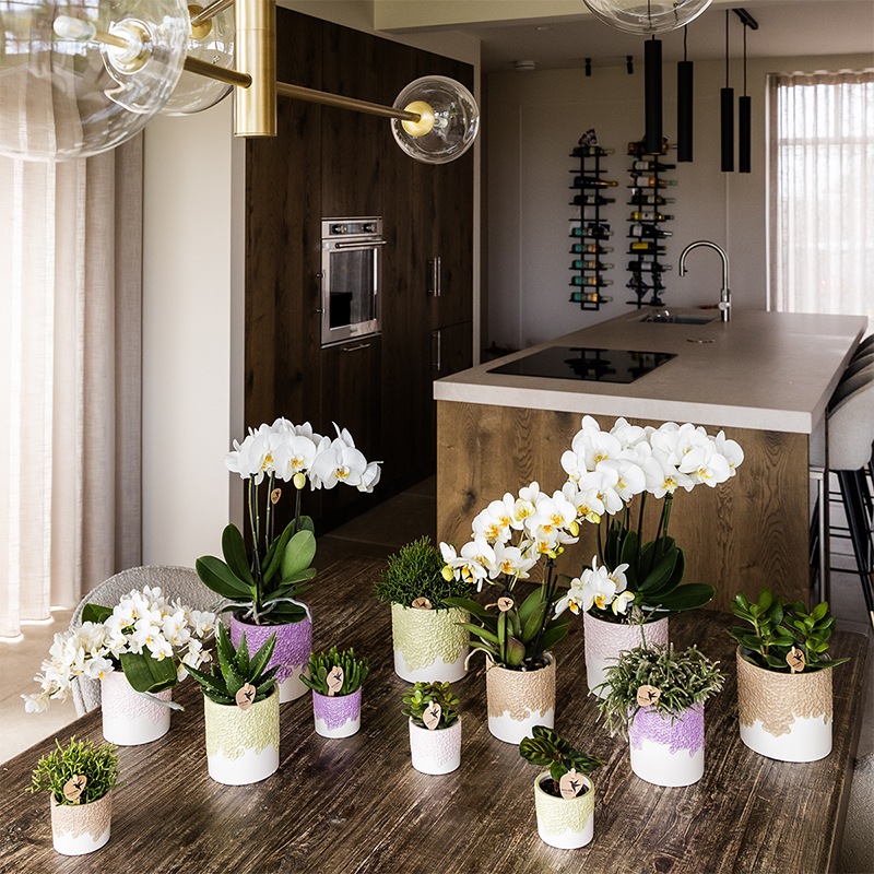 Kolibri Home | Bloom sierpot - Lila - Ø6cm