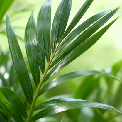 Kamerplant - Howea Forsteriana - Kentia Palm - Weinig Onderhoud - Groen - 1 Plant - met Mand - Pot 21cm - Hoogte 120-130cm