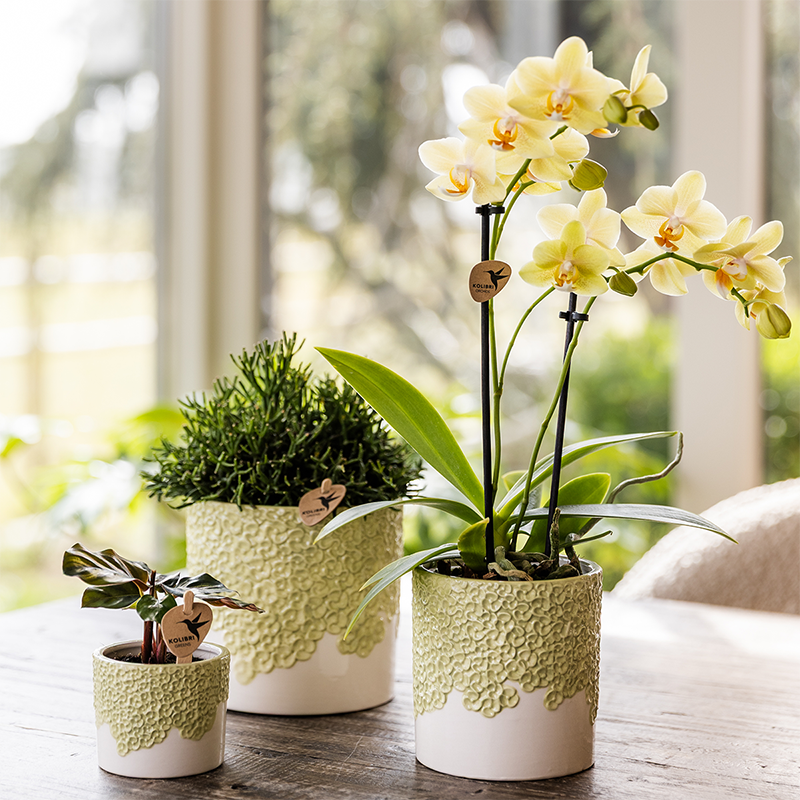 Kolibri Home | Bloom sierpot - Green - Ø6cm