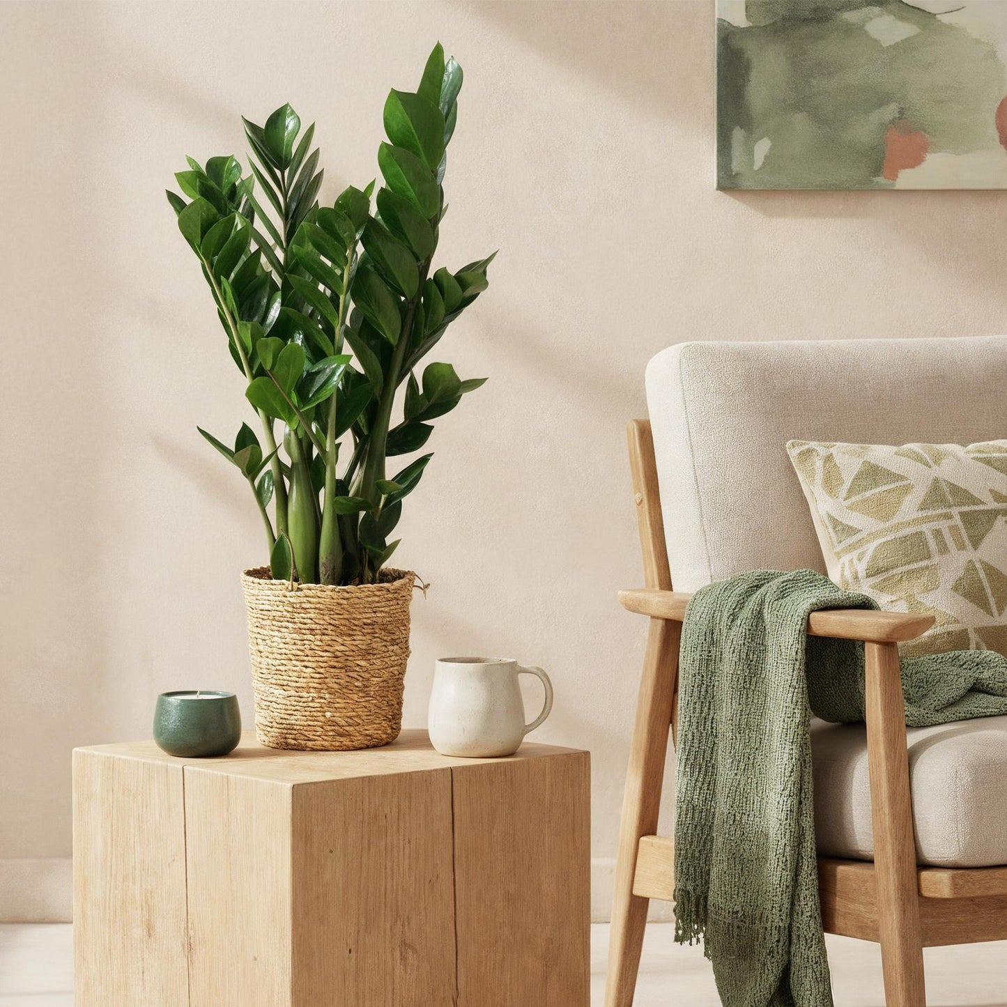 Zamioculcas Weinig onderhoud met mand 2 Planten - Pot 17cm - Hoogte 65-75cm