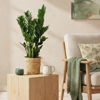 Zamioculcas Weinig onderhoud met mand 2 Planten - Pot 17cm - Hoogte 65-75cm