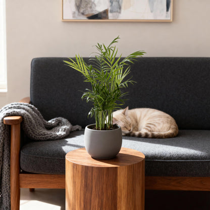 Kamerplant - Chamaedorea elegans - Goudpalm - Huisdiervriendelijk - Groen - 2 Planten - Pot 12cm - Hoogte 35-40cm