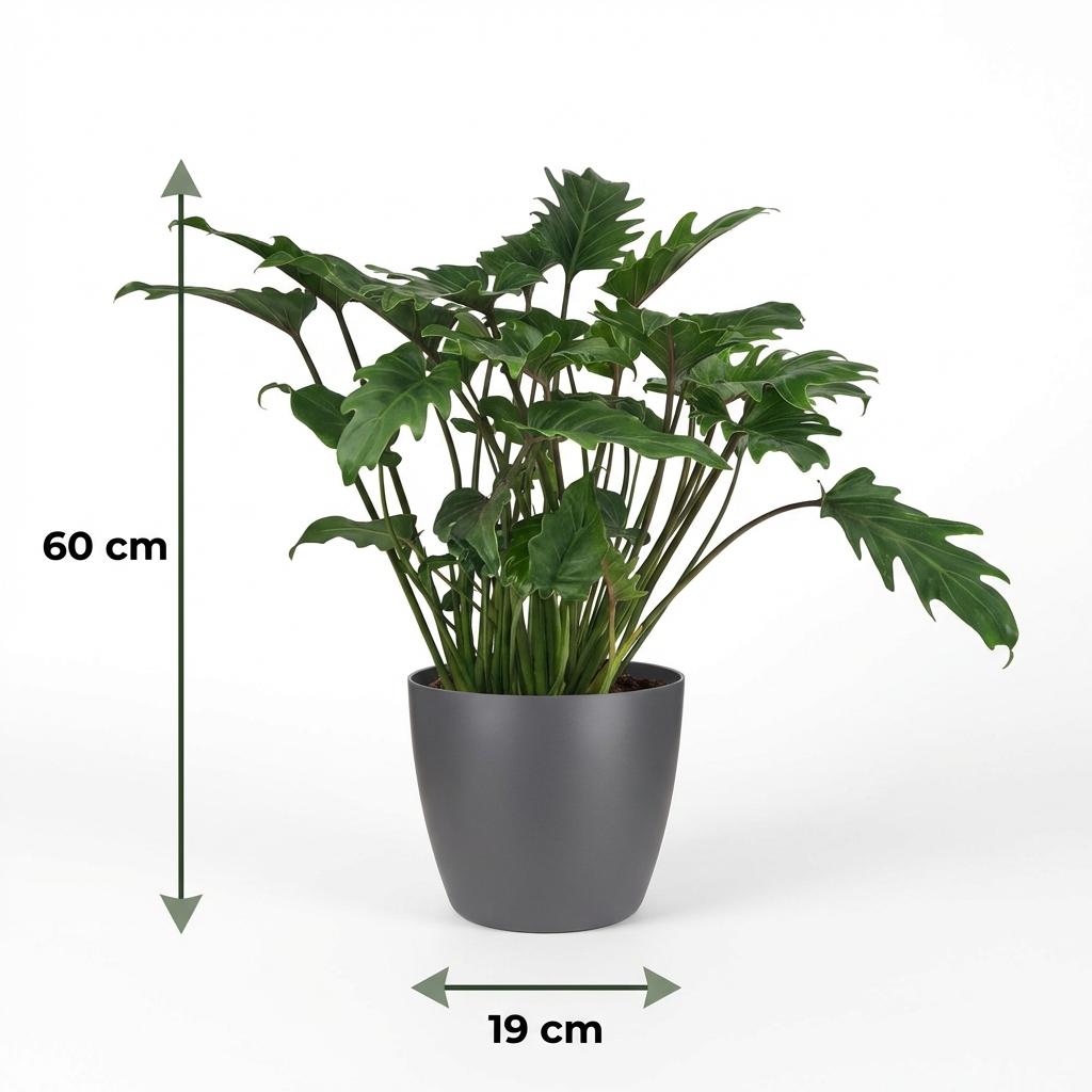 Philodendron - Philodendron Xanadu - Groen - Weinig onderhoud - 1 Plant - met Potter Grijs - Pot 19cm - Hoogte 60cm