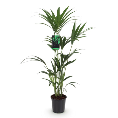 Howea Forsteriana - Kentia Palm - Weinig Onderhoud Pot 21cm - Hoogte 120-130cm