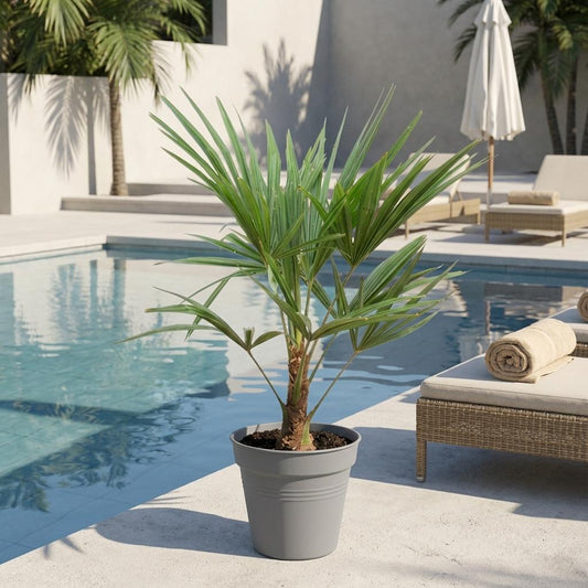 Trachycarpus Fortunei (Chinese Waaierpalm) – 90-100 cm