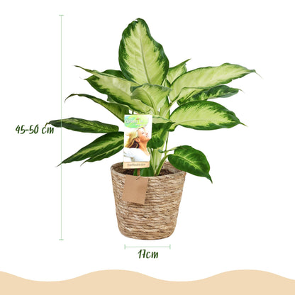 Kamerplanten - Diefenbachia Camilla - Dieffenbachia - Weinig onderhoud met mand - Groen - 2 Planten - Pot 17cm - Hoogte 45-50cm