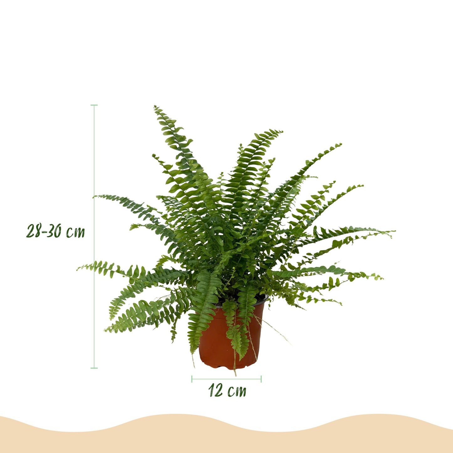Nephrolepsis exaltata Green Lady - Varen - Huisdiervriendelijke Plant - Groen - 2 Planten - met Potter Wit - Pot 12cm - Hoogte 25cm