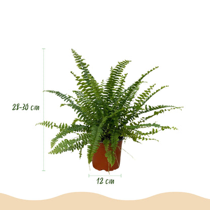 Nephrolepsis exaltata Green Lady - Varen - Huisdiervriendelijke Plant - Groen - 2 Planten - met Potter Wit - Pot 12cm - Hoogte 25cm