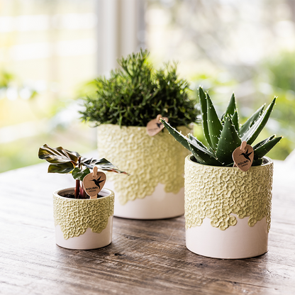 Kolibri Home | Bloom sierpot - Green - Ø6cm