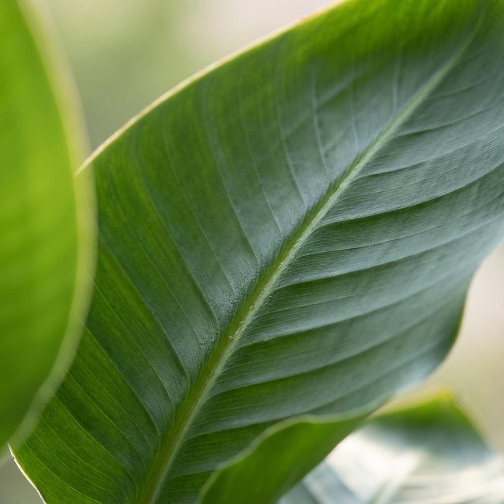 Paradijsvogelplant Strelitzia Nicolai met Mand – 80 cm