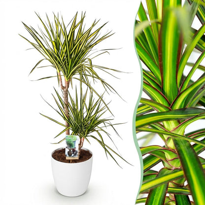 Kamerplanten - Dracaena Sunray - Drakenbloedboom - Weinig onderhoud - 1 Plant - met Pot Wit - Pot 21cm - Hoogte 90-100cm