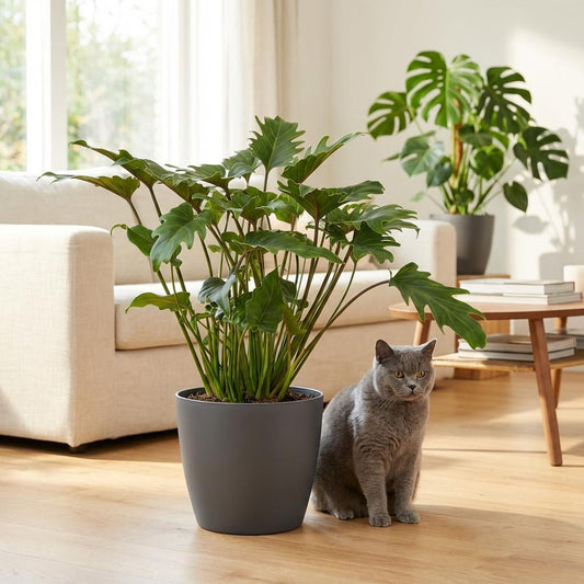 Philodendron - Philodendron Xanadu - Groen - Weinig onderhoud - 1 Plant - met Potter Grijs - Pot 19cm - Hoogte 60cm