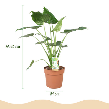 Alocasia Cucullata (Boeddha’s Hand) - Luxe Kamerplant 65-70 cm