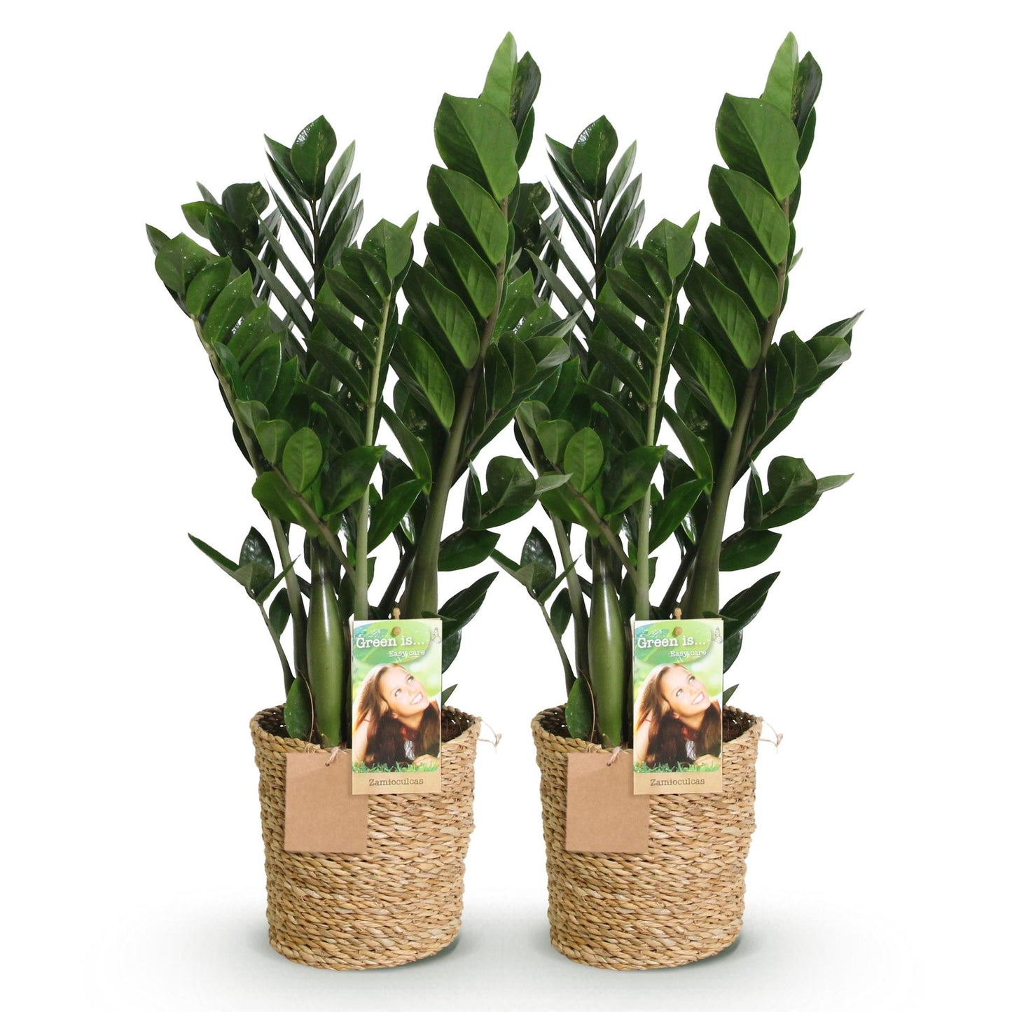 Zamioculcas Weinig onderhoud met mand 2 Planten - Pot 17cm - Hoogte 65-75cm