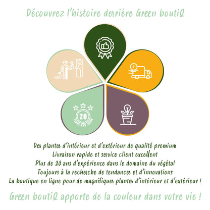 Kamerplant - Chlorophytum comosum Bonnie - Krullende Graslelie - Huisdiervriendelijke Plant - Groen - 1 Plant - met Potter Wit - Pot 12cm - Hoogte 20cm