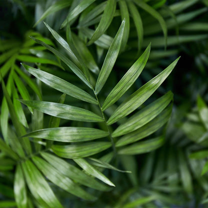 Kamerplant - Chamaedorea elegans - Goudpalm - Huisdiervriendelijk - Groen - 2 Planten - Pot 12cm - Hoogte 35-40cm