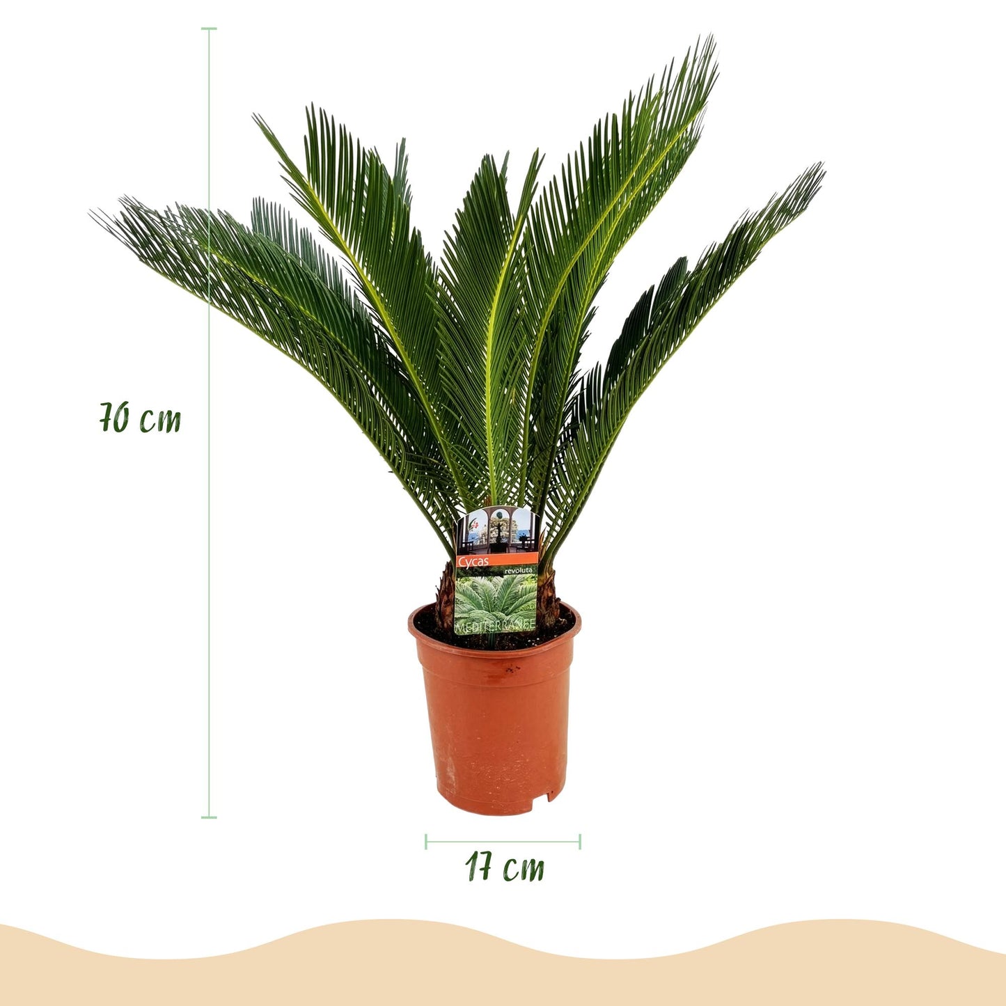 Kamerplant - Cycas revoluta - Palmvaren - Weinig onderhoud 2 stuks - Pot 17cm - Hoogte 55-65cm