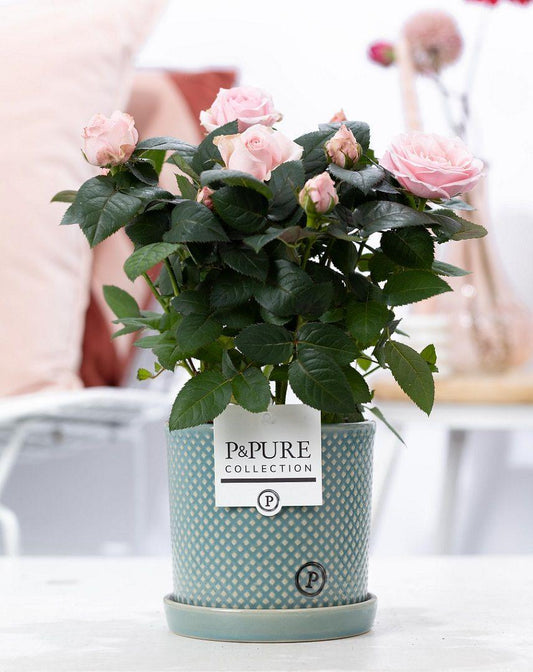 Rosa Light Pink In P&PURE Lauren Ceramics - Ø12cm - ↕30cm