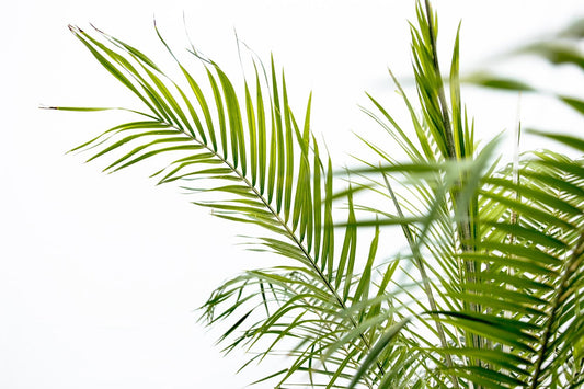 Phoenix Roebelenii op stam - 210cm - 200cm