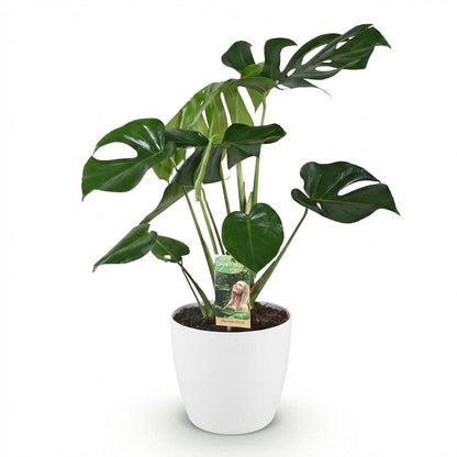 Kamerplanten - Monstera Deliciosa - Gatenplant - Weinig onderhoud - Groen - 1 Plant - met Potter Wit - Pot 21cm - Hoogte 70-80cm