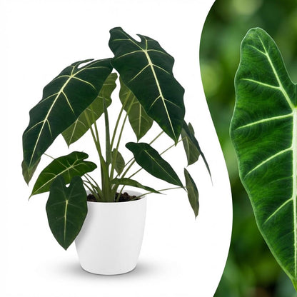 Olifantsoor - Alocasia Frydek - Groen - Weinig onderhoud - 1 Plant - met Potter Wit - Pot 19cm - Hoogte 60cm