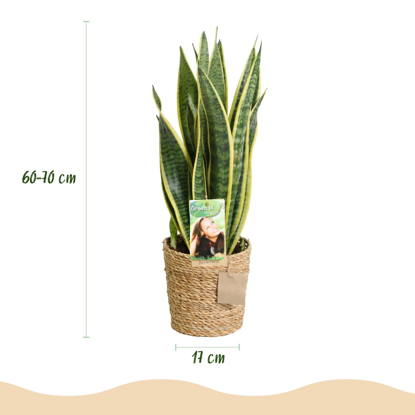 Sanseveria Vrouwentong met Mand – 2 Stuks Luchtzuiverende Kamerplanten - Hoogte 60-70cm