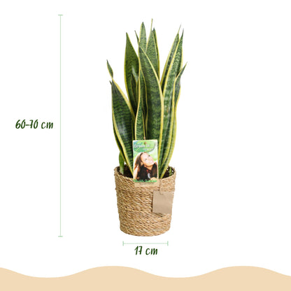 Sanseveria Vrouwentong met Mand – 2 Stuks Luchtzuiverende Kamerplanten - Hoogte 60-70cm