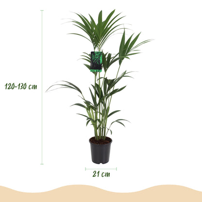 Howea Forsteriana - Kentia Palm - Weinig Onderhoud Pot 21cm - Hoogte 120-130cm
