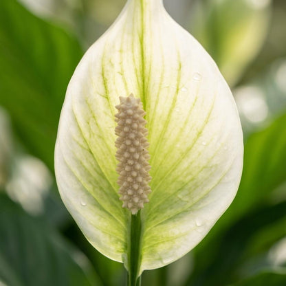 Spathiphyllum (Lepelplant) – Set van 2 Luchtzuiverende Kamerplant met Witte Bloemen 35-40 cm