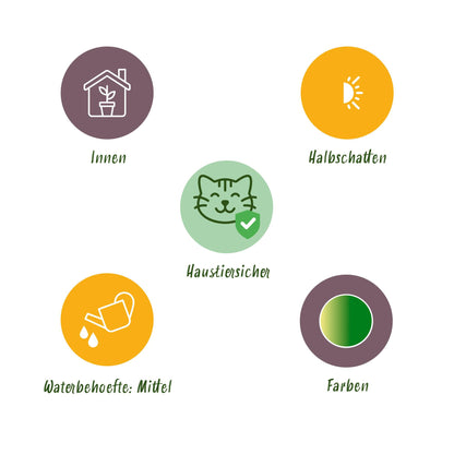 Chlorophytum comosum Bonnie - Krullende Graslelie - Huisdiervriendelijk - Bont - 2 Planten - Pot 12cm - Hoogte 20-25cm